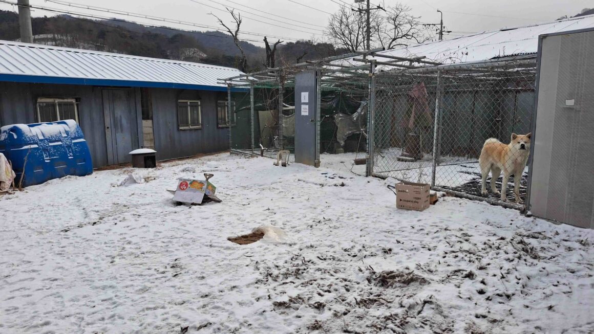개에게 죽은 닭, 꼬리