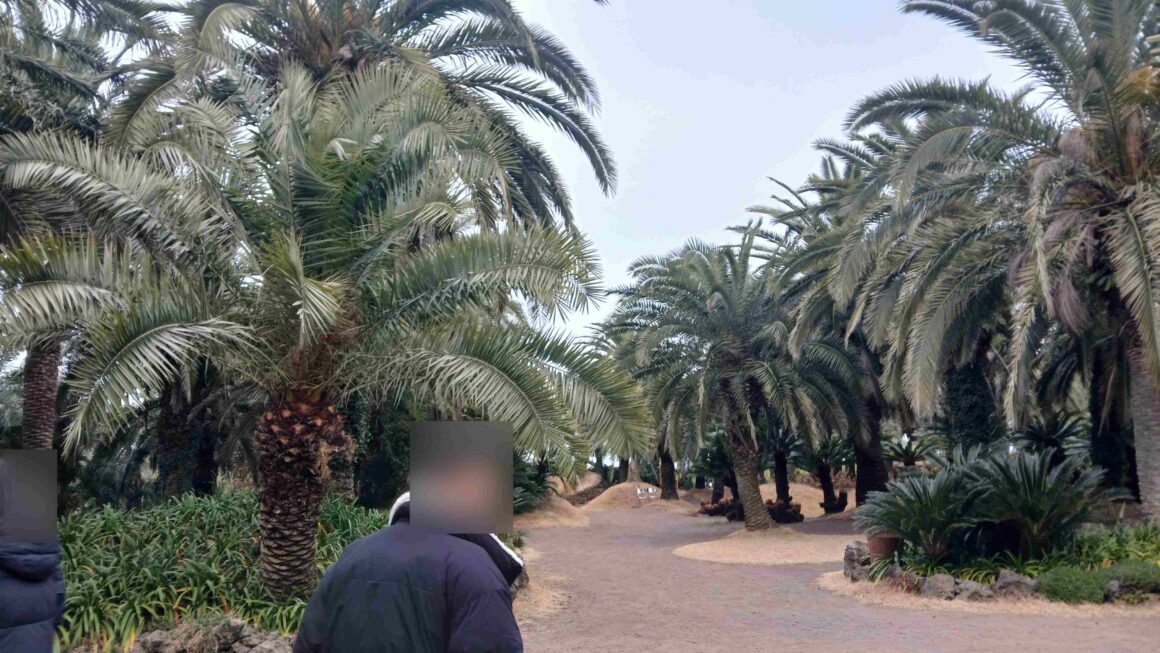 제주도에 이런 곳이? 제주 애월 숨은 명소 – 상가리 야자숲
