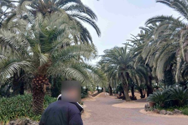 제주도에 이런 곳이? 제주 애월 숨은 명소 – 상가리 야자숲