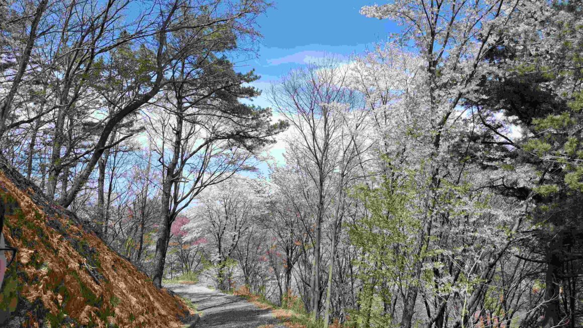 고령 봄꽃 여행, 대가야수목원! 소요시간, 교통·주차 솔직 리뷰